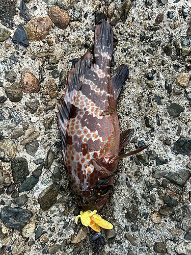 アコウの釣果