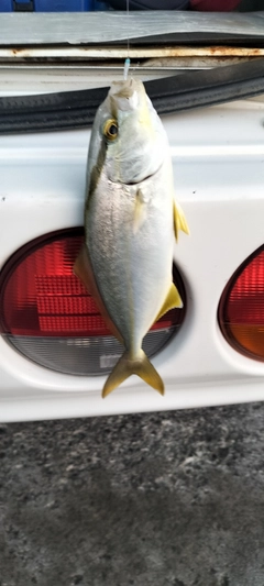 ショゴの釣果