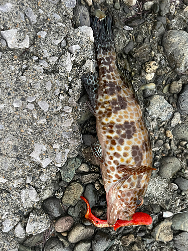 オオモンハタの釣果