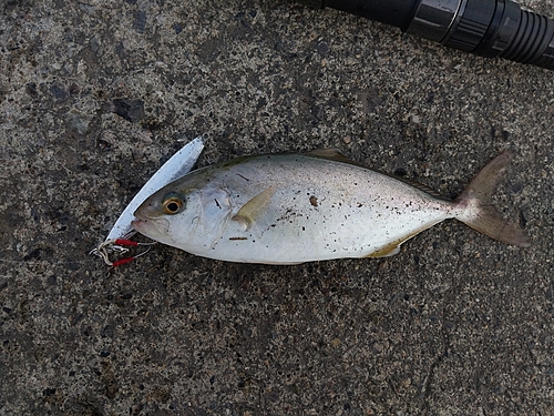 ショゴの釣果