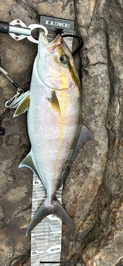 ネイリの釣果