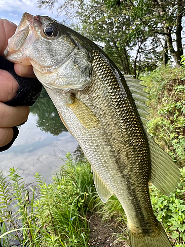 ブラックバスの釣果