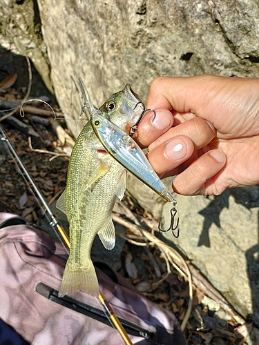 ブラックバスの釣果