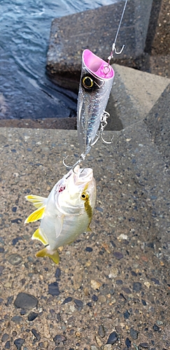 ショゴの釣果