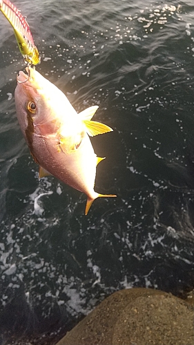 ショゴの釣果