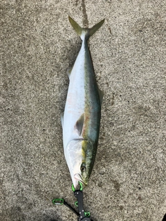 メジロの釣果