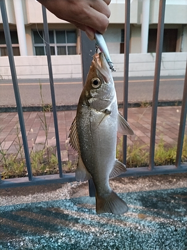 セイゴ（マルスズキ）の釣果