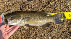 スモールマウスバスの釣果