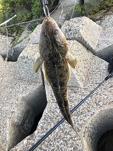 マゴチの釣果