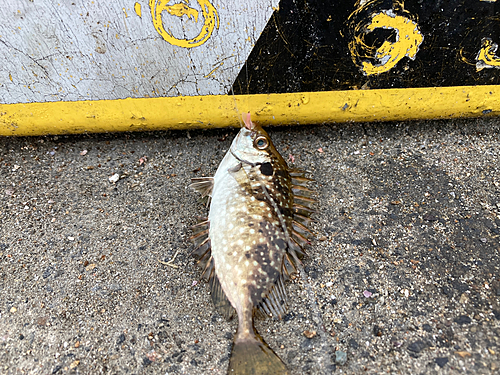 アイゴの釣果