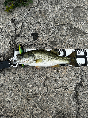 ラージマウスバスの釣果