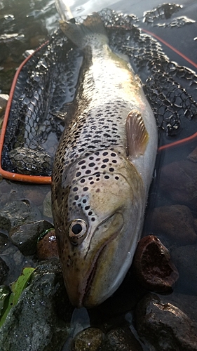 ブラウントラウトの釣果