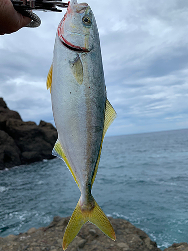 ワカシの釣果