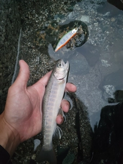 イワナの釣果