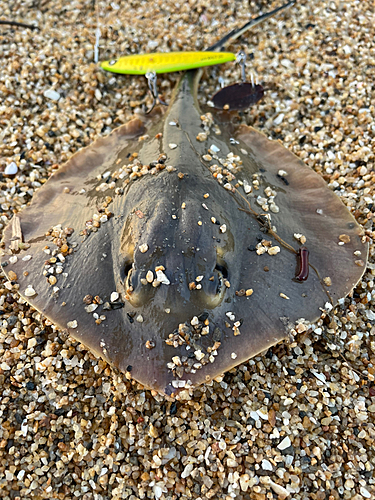 アカエイの釣果