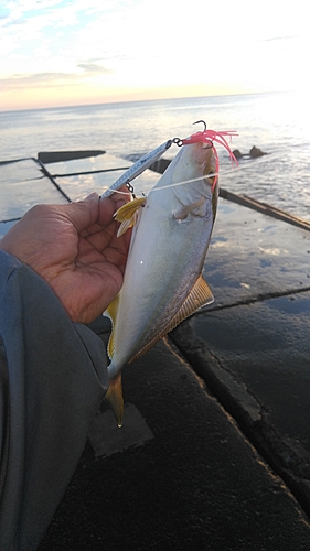 ショゴの釣果