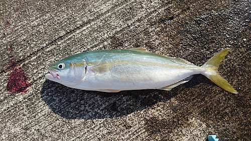 ワカシの釣果