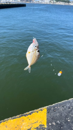 ヒイラギの釣果