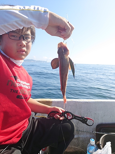 ホウボウの釣果