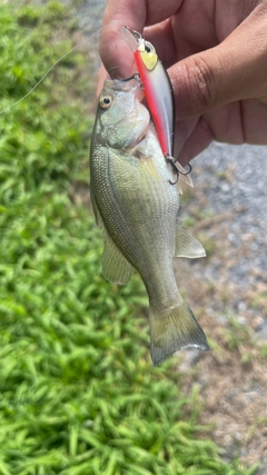 ブラックバスの釣果