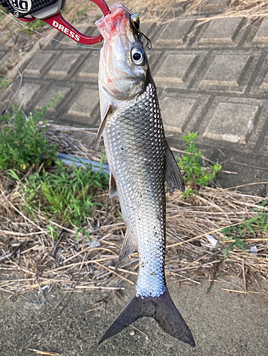 ニゴイの釣果