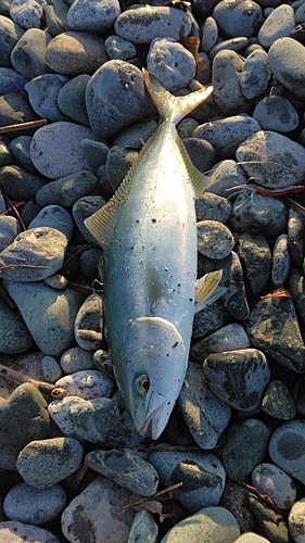 ワカシの釣果