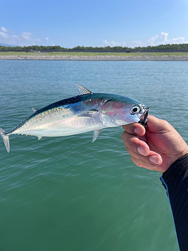 カツオの釣果