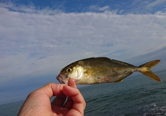 ショゴの釣果