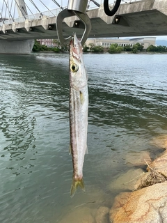 カマスの釣果