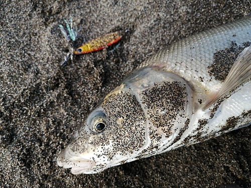 ウグイの釣果