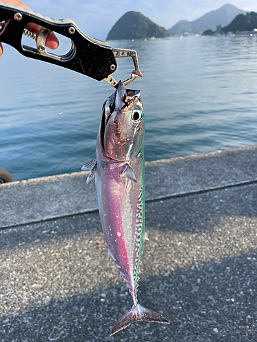 ソウダガツオの釣果