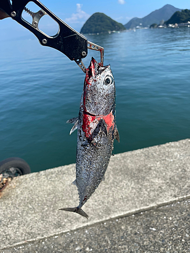 ソウダガツオの釣果