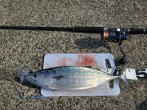 ハガツオの釣果