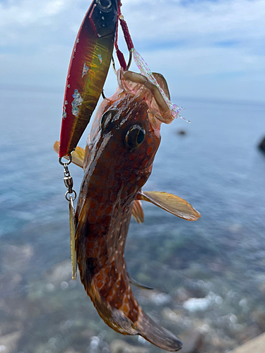 キジハタの釣果