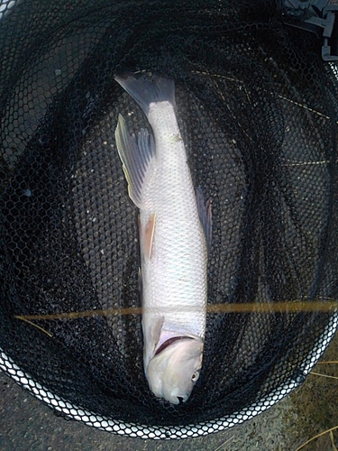 ケタバスの釣果