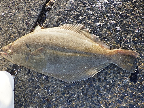 ソゲの釣果