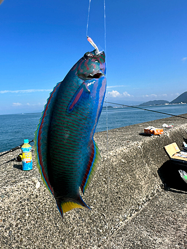 オトメベラの釣果