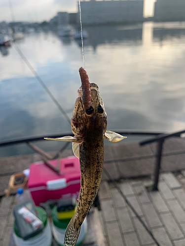 マハゼの釣果