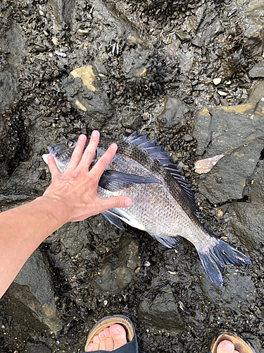 クロダイの釣果