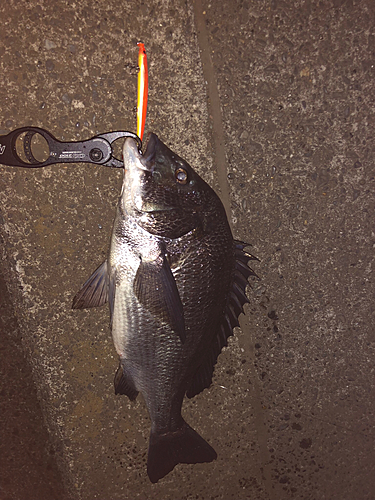 クロダイの釣果