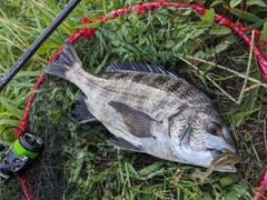 チヌの釣果