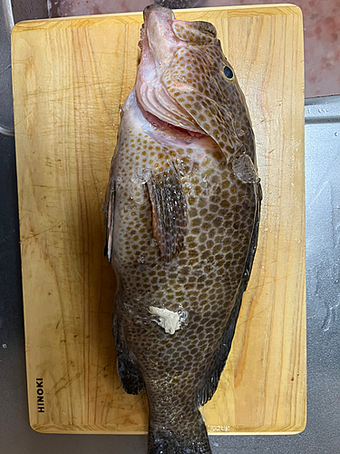 オオモンハタの釣果