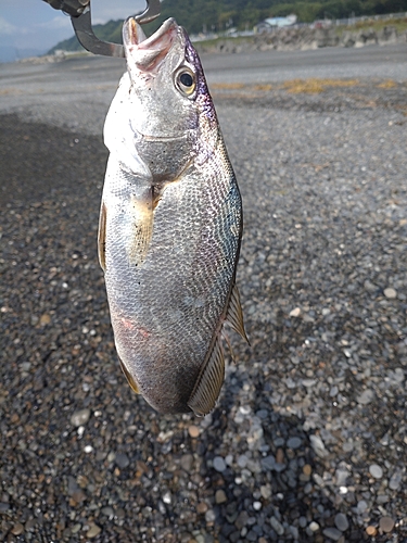 イシモチの釣果