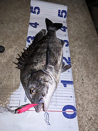 クロダイの釣果