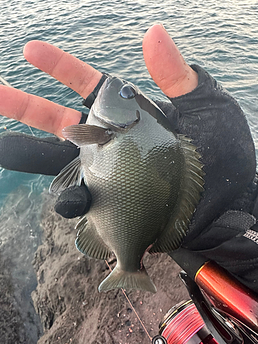 グレの釣果