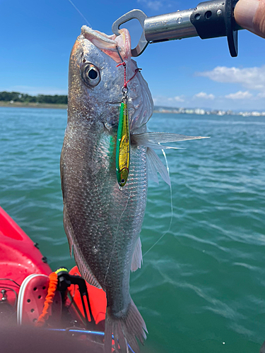 ニベの釣果