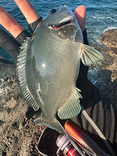 グレの釣果