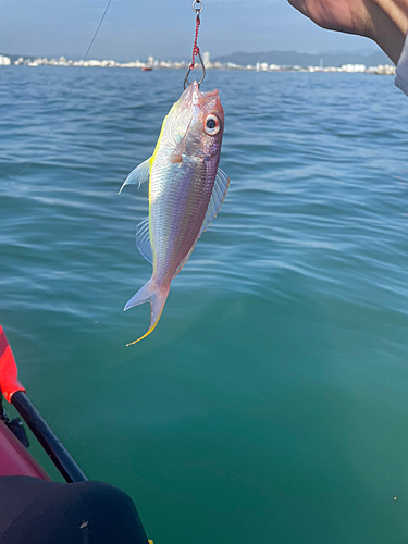 イトヨリダイの釣果