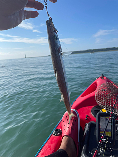 カマスの釣果