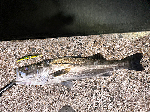 シーバスの釣果